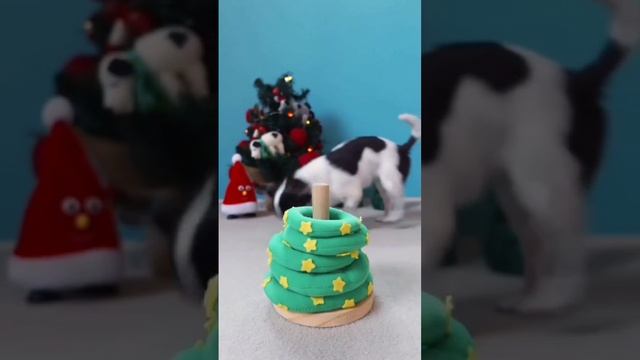Собаки  тоже умные!!!