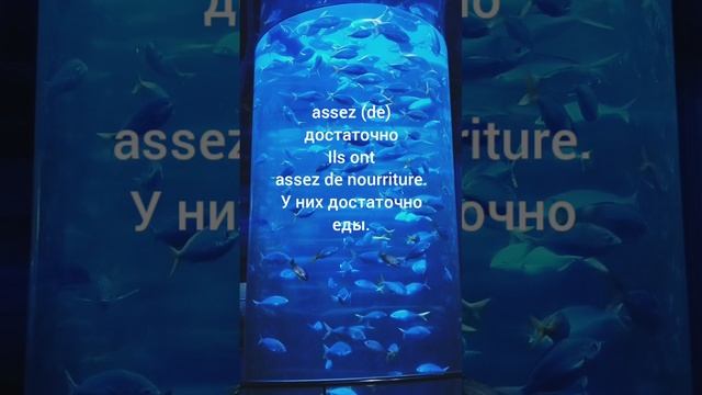 Много или мало, полезные количественные наречия на французском языке