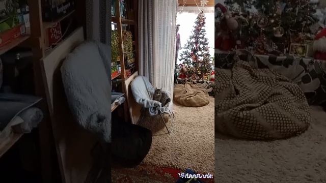лысый из бразерс