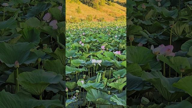 Лотосы на пруду в селе Быковка, Белгородская область
