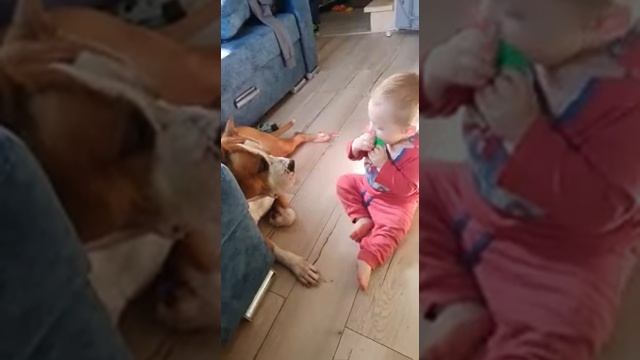 амстафф и малыш. Tcenniy Prize Eyes To Eyes.