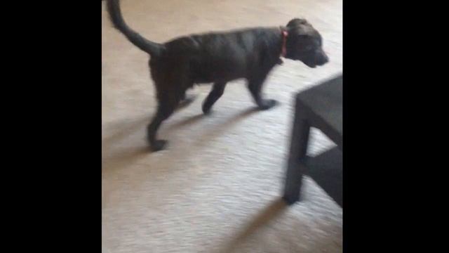 Dog sees a ghost! Real! Caught on tape!