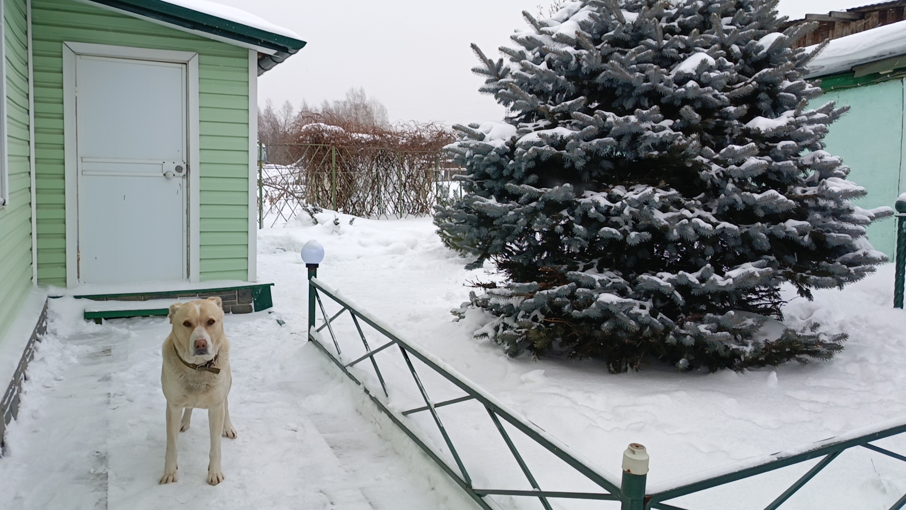 СОБАКА ПОМОГЛА ПОКАЗАТЬ ДВОР ВМЕСТЕ С ВНУКОМ