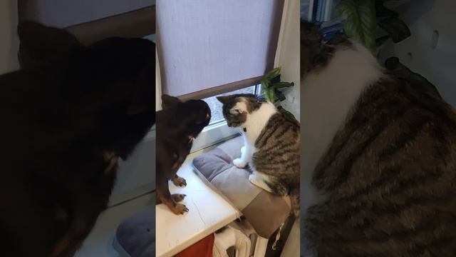 С крещением.