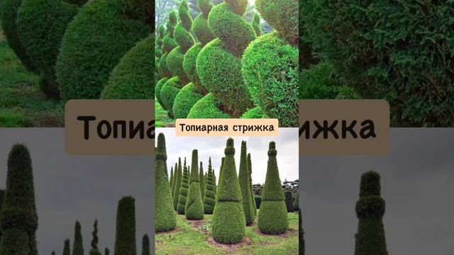 Идеальное растение для сада