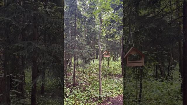 В лесу 🌳🌳🌳🌳🌳 #2,4