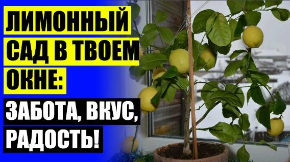 😎 Можно вырастить лимон из косточки 👍