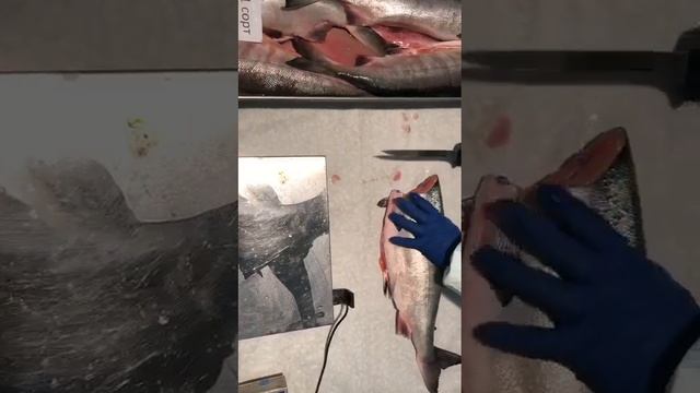 Кета дальневосточная