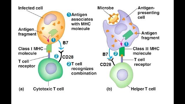 T Cell Activation - T helper & Cytotoxic T Cell Activation (best explanation)