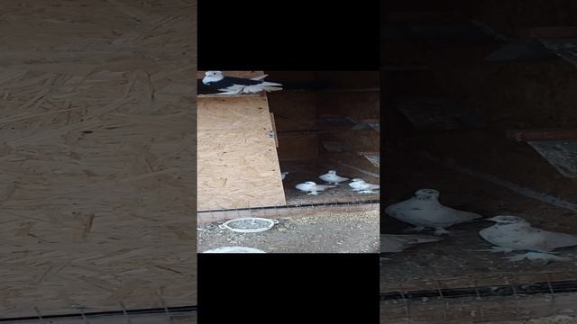 последнее приобретение голубей.