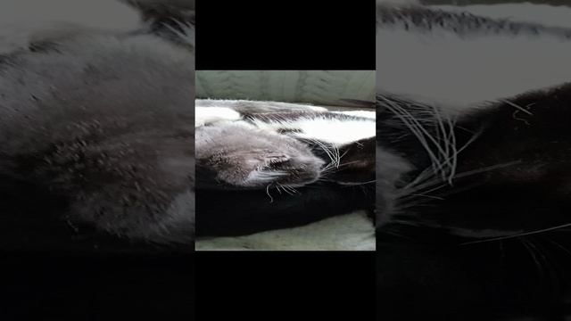 Какие наши усики