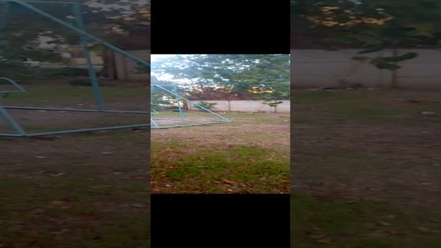 VID_20241011_172636.3gp