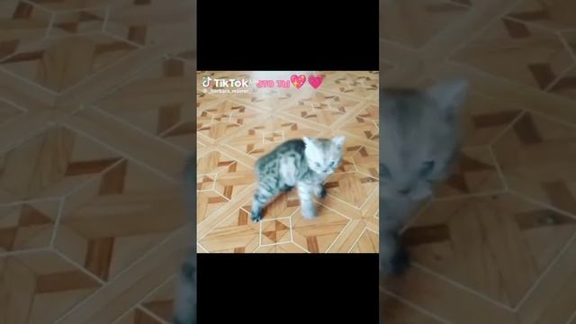 Видео котиков из ТТ а звук и текст мой❤️