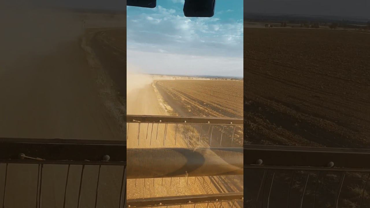 Уборка 2024. Переезды. Пылим. #shorts #farming #agriculture #agro #сельскоехозяйство