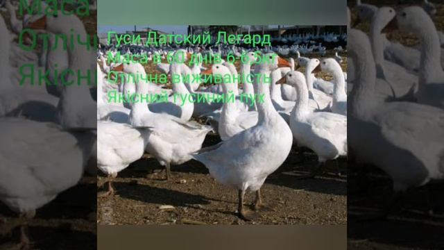 Найкращі породи гусей для розведення.