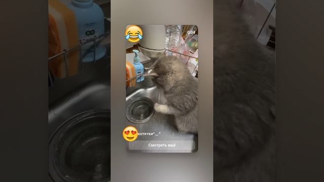 Приколы с кошками
