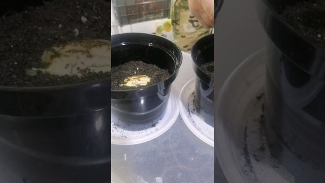 Манго посадка и пересадка
