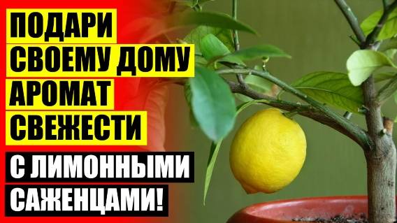 ☑ КУПИТЬ ЛИМОННОЕ ДЕРЕВО ДЛЯ ДОМА В КАЗАНИ 🎯 ОСЕННЕЕ ДЕРЕВО В ГОРШКЕ