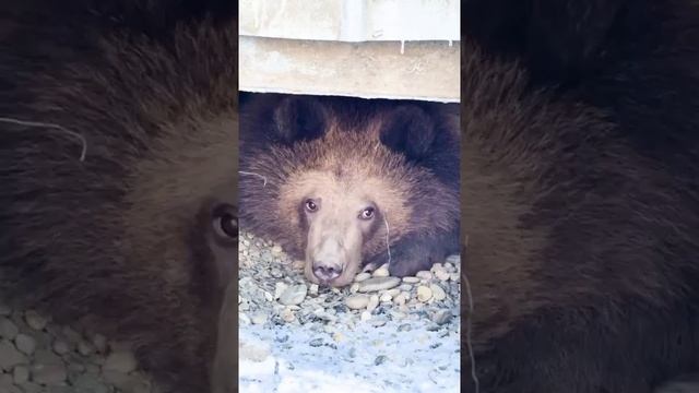 Медвежонок с Камчатки, маму которого убили местные браконьеры, сам пришёл к людям.