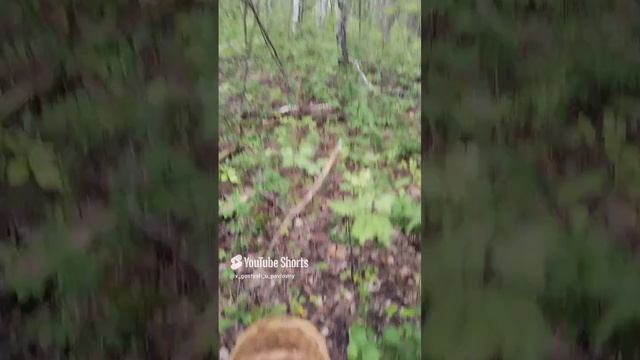 Видео из архива. Лето. Собираем землянику.