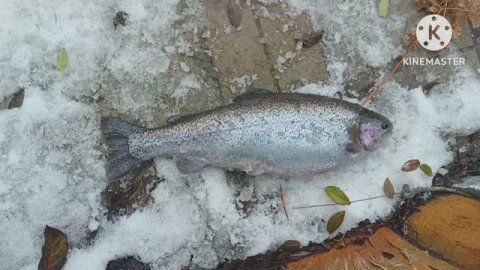 Рыбалка на форель не выходя из дома