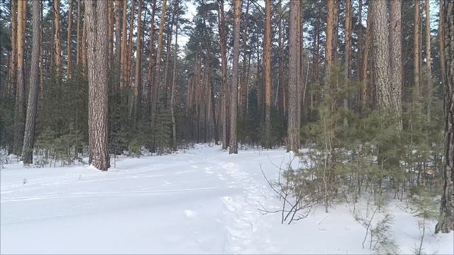 Прогулка по берегу Обского моря