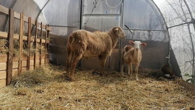 катумский баран 3й линии и маленький жирафик)