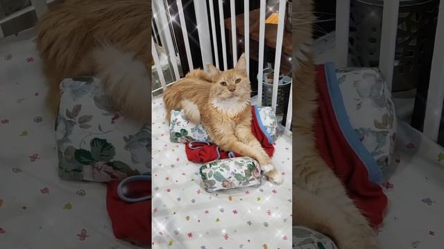 Островок безопасности для кота #мейкун #cat #мейнкун #котик #кот #юмор #мяу #котики #кошки #коты