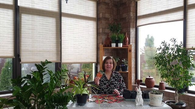 Лидер среди желтых томатов - "Золотые россыпи" - чери слаще конфет