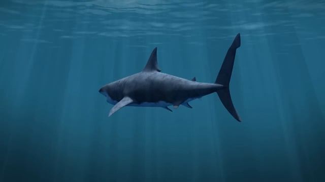 Greate White Shark Animation 3D