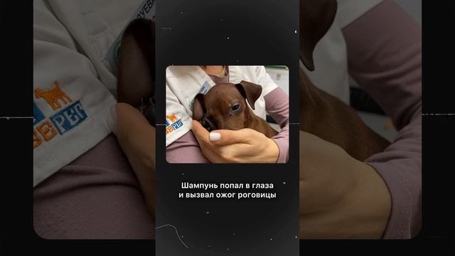Будьте пожалуйста осторожны с глазками питомца.