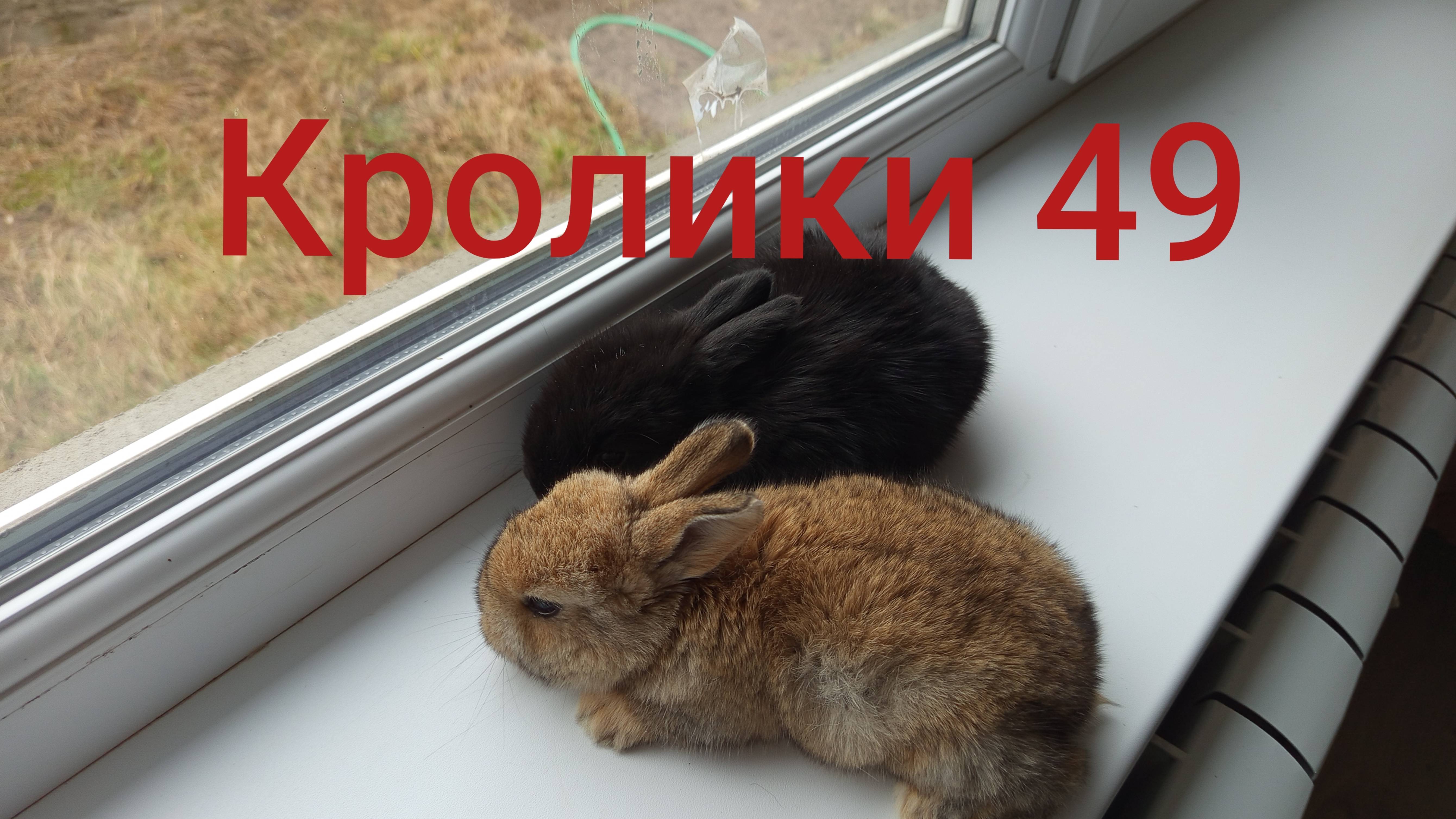 Кролики 49 ...