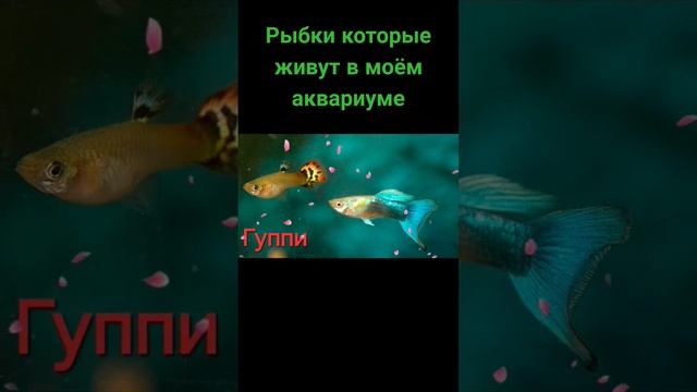 Рыбки в моём аквариуме