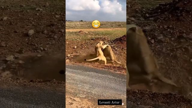 если ты лев , нет ничего постыдного в том, чтобы бояться своей жены 😅