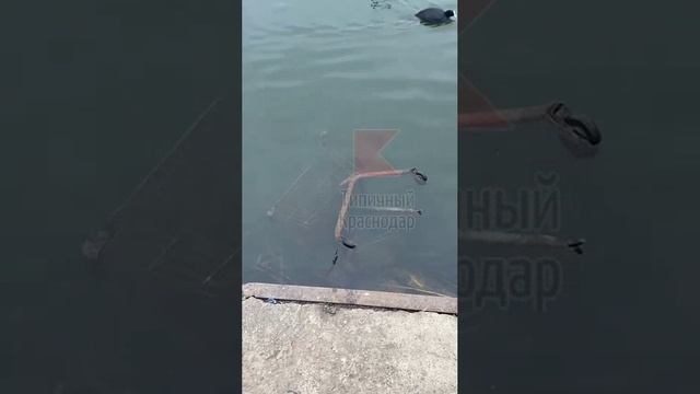 Вандалы утопили лавочку в Дмитриевском сквере.