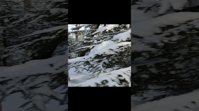 Шикарная ЗИМНЯЯ ТАЙГА. Лыжная прогулка до избы