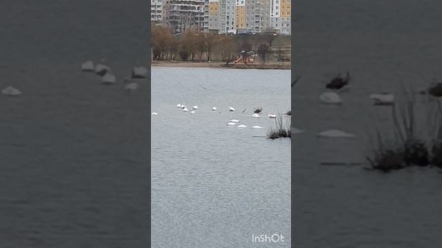 Лебединая стая.
