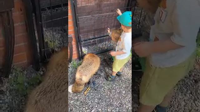 Дух защитник-Лис💕)*
