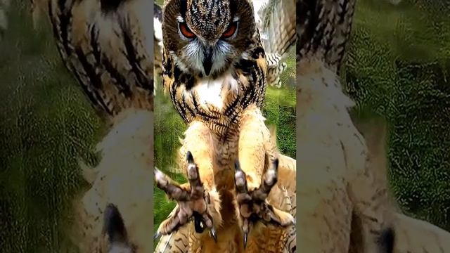 Потрясающий кадр!🦉