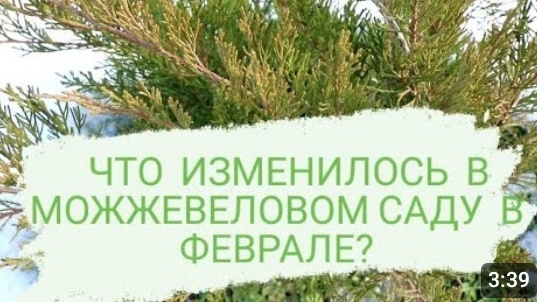 🌲МОЖЖЕВЕЛОВЫЙ САД🌲В ФЕВРАЛЕ