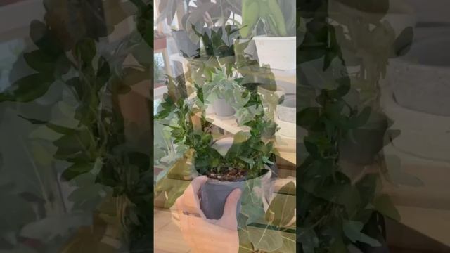 Плющ Шамрок на дуге