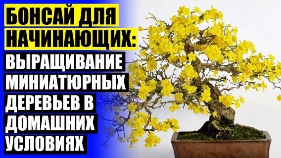 Высокорослые комнатные растения 👍 Банзай дерево живое купить