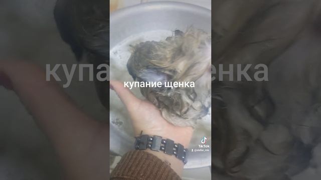 Померанский шпиц Принцесса из Стеллар Микс свободна