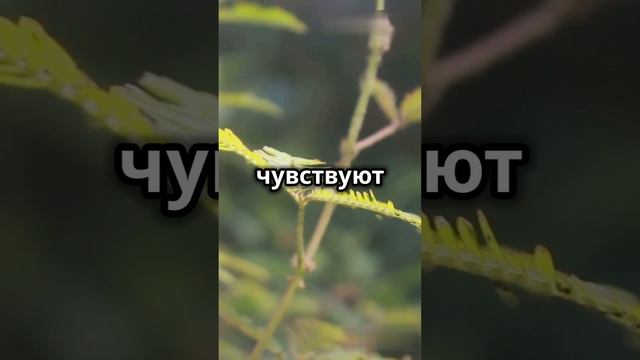 Как растения могут «слышать» #shorts #шортс #интересныефакты #удивительныефакты #факты #наука