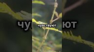Как растения могут «слышать» #shorts #шортс #интересныефакты #удивительныефакты #факты #наука