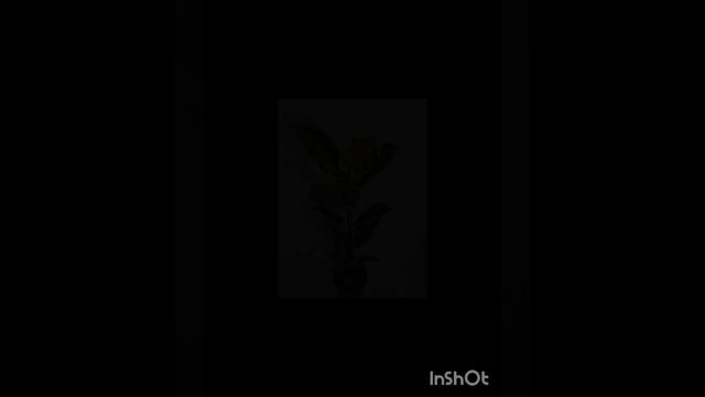 Фикус тинеке