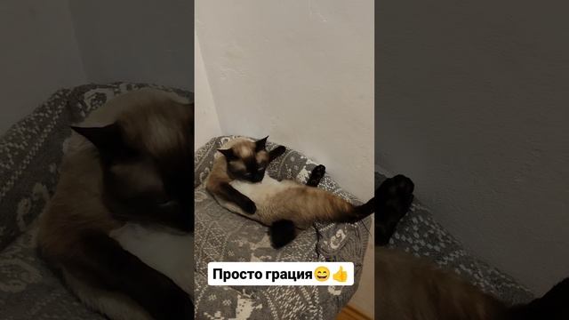 Просто грация 😄😺