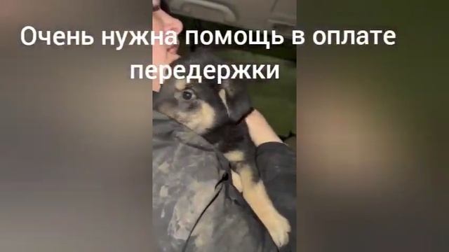 мы снова выгребли щенков!.mp4
