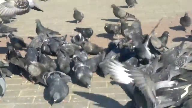 Мисс Азиза и голуби на площади в городе Балабаново