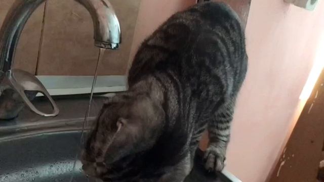 VID-20250111-WA0004.mp4